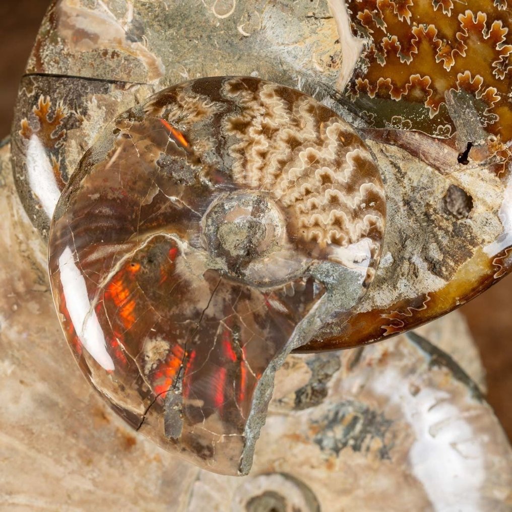 Ομάδα Απολιθωμένων Αμμονιτών Αποκλειστικής - Κρητιδικό - Πρωτότυπη Μήτρα - Απολιθωμένα τμήματα - Aioloceras (Cleoniceras) sp. - 260 mm - 170 mm #4.3