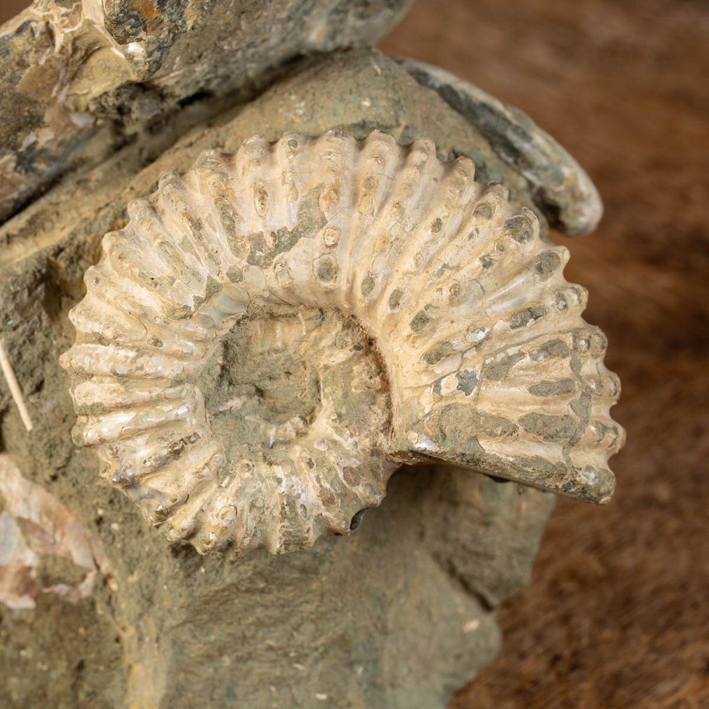 Ομάδα Απολιθωμένων Αμμονιτών Αποκλειστικής - Κρητιδικό - Πρωτότυπη Μήτρα - Απολιθωμένα τμήματα - Aioloceras (Cleoniceras) sp. - 260 mm - 170 mm #1.0
