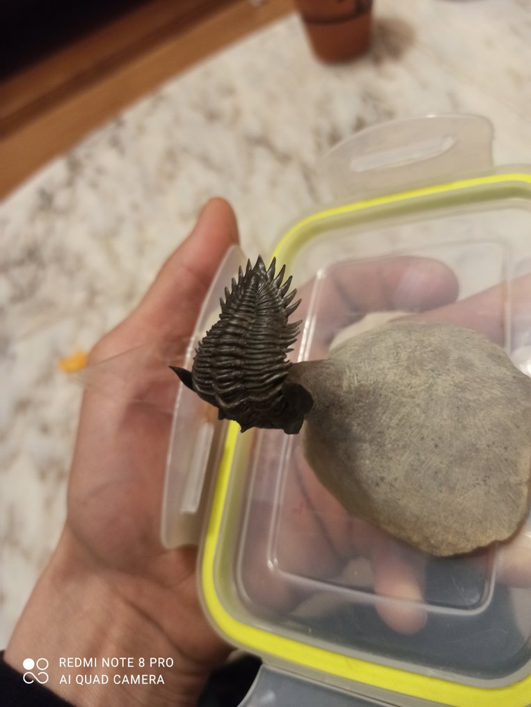 Gefossiliseerd dier - Trilobite #2.1