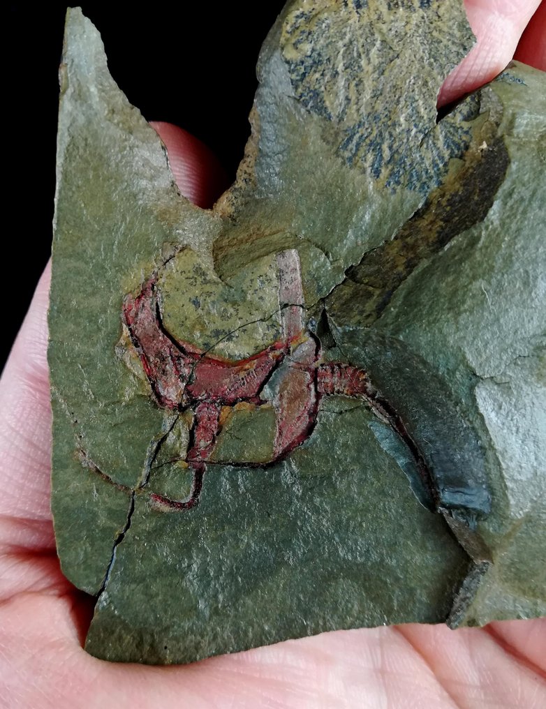 Échinoderme primitif - Stylophora !!! - Animal fossilisé - Cothurnocystis elizae (Bather, 1913) - 13 cm - 9 cm #1.0