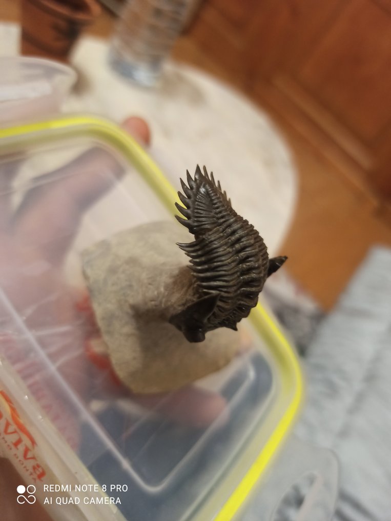 Gefossiliseerd dier - Trilobite #1.0