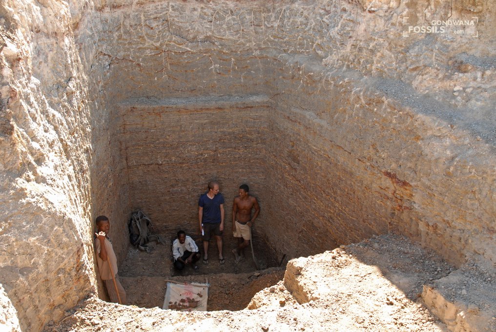 Ammonoid - Fossiliserat djur - Kranaosphinctes sp. - 29 cm #4.3