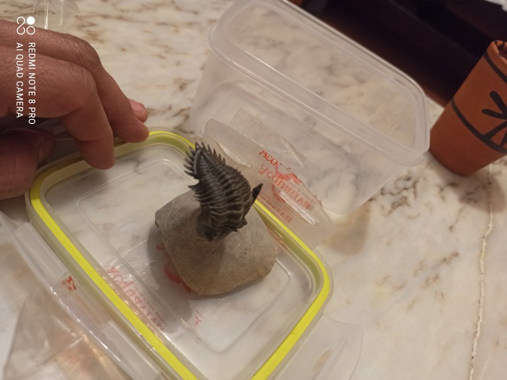 Gefossiliseerd dier - Trilobite #3.2