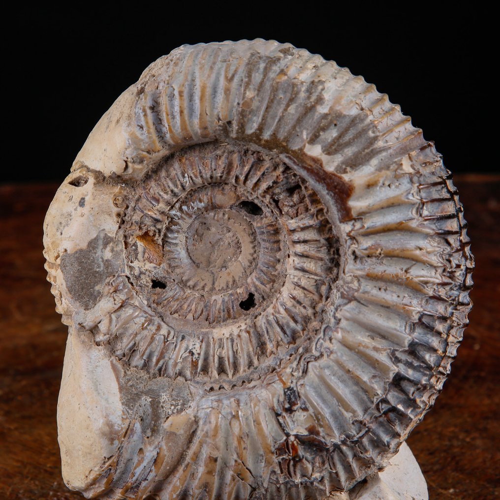 Απολιθωμένος αμμωνίτης εντός μήτρας. - Απολιθωμένα τμήματα - Perisphinctes in Nodulo - Madagascar - 134 mm - 113 mm #3.2