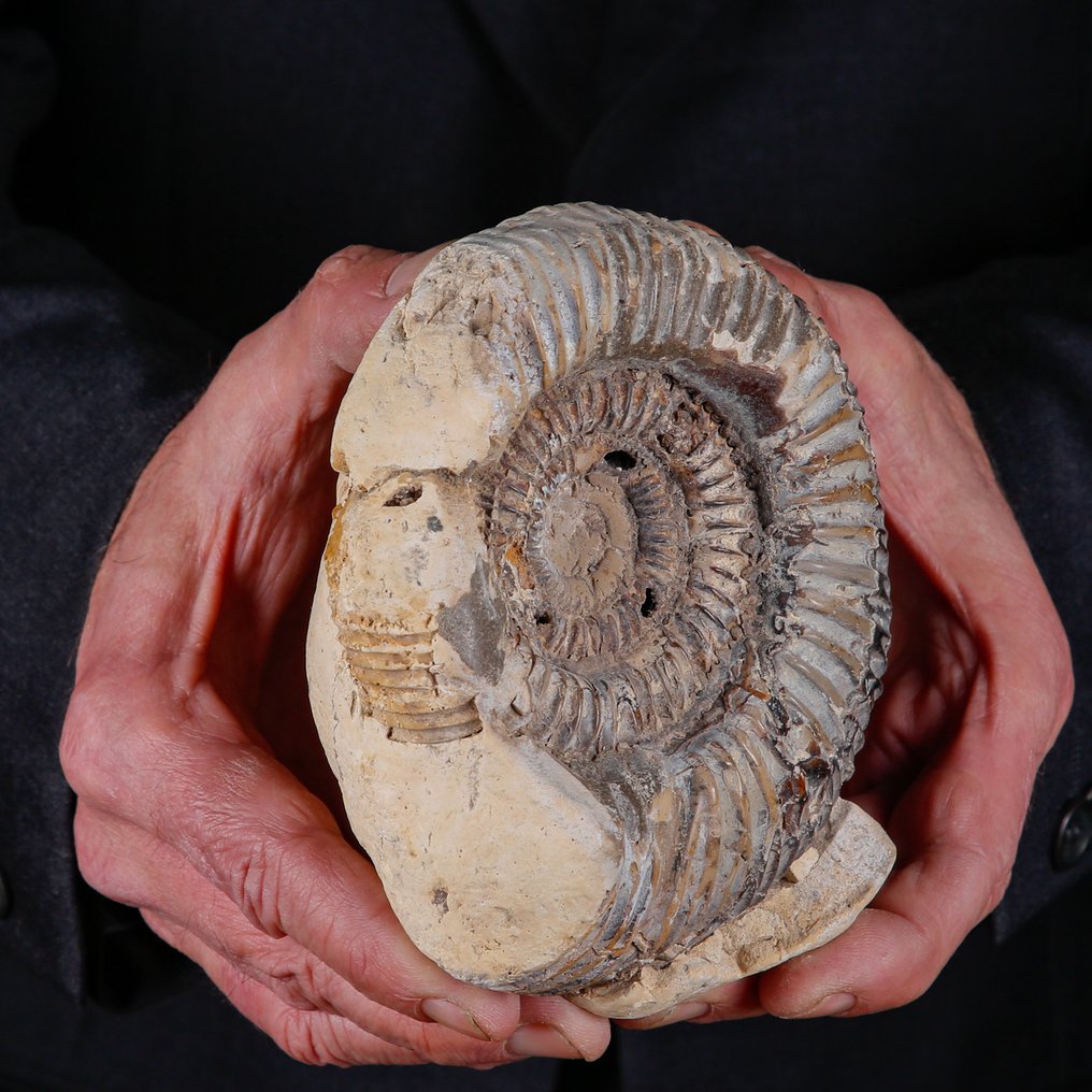 Απολιθωμένος αμμωνίτης εντός μήτρας. - Απολιθωμένα τμήματα - Perisphinctes in Nodulo - Madagascar - 134 mm - 113 mm #1.0