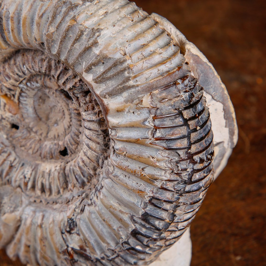 Απολιθωμένος αμμωνίτης εντός μήτρας. - Απολιθωμένα τμήματα - Perisphinctes in Nodulo - Madagascar - 134 mm - 113 mm #4.3
