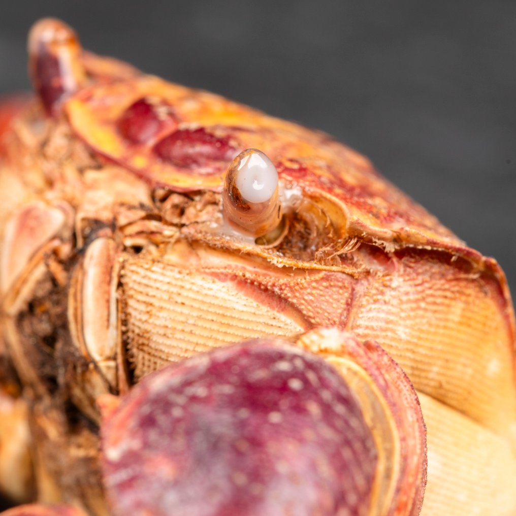 Νεοσαματικόμα Ασιατικό – Ξηρός Τροπικός Καβούρι Βάση ταρίχευσης ολόκληρου σώματος - Famiglia Grapsidae, - 12 mm - 80 mm - 40 mm #2.1