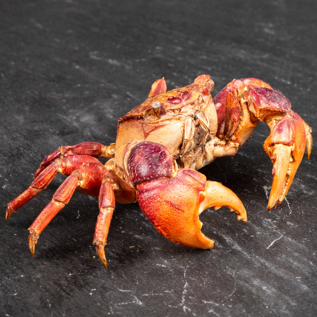 Νεοσαματικόμα Ασιατικό – Ξηρός Τροπικός Καβούρι Βάση ταρίχευσης ολόκληρου σώματος - Famiglia Grapsidae, - 12 mm - 80 mm - 40 mm #1.0