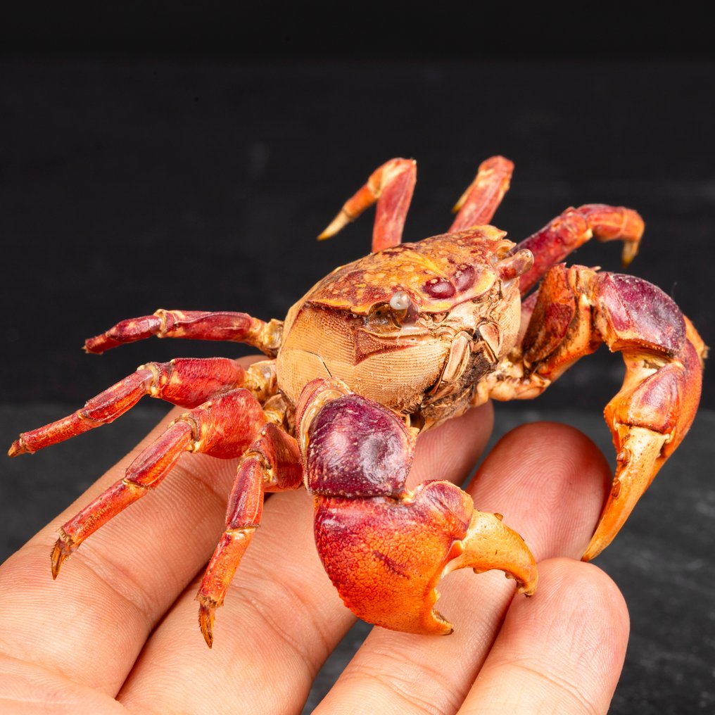 Νεοσαματικόμα Ασιατικό – Ξηρός Τροπικός Καβούρι Βάση ταρίχευσης ολόκληρου σώματος - Famiglia Grapsidae, - 12 mm - 80 mm - 40 mm #3.2