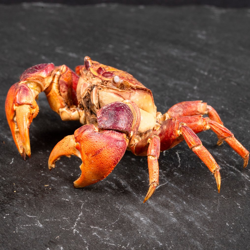 Νεοσαματικόμα Ασιατικό – Ξηρός Τροπικός Καβούρι Βάση ταρίχευσης ολόκληρου σώματος - Famiglia Grapsidae, - 12 mm - 80 mm - 40 mm #1.0