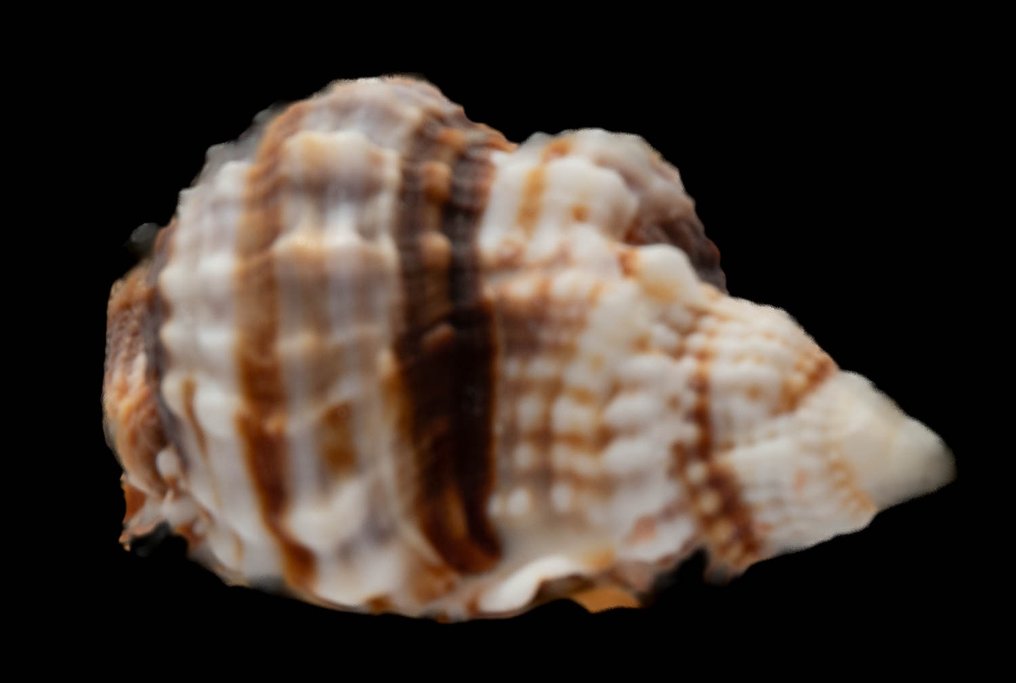 梦想蜗牛 ┼ 收藏品 ┼ 老妇人 ┼ 標本牆壁支架 - Distorsio Anus - 65 mm - 0 mm - 0 mm - 非《瀕臨絕種野生動植物國際貿易公約》物種 - 1 #4.3