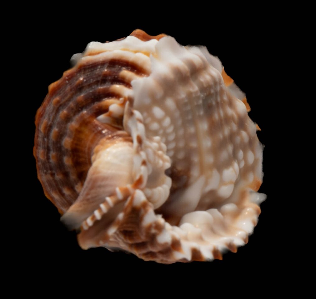 梦想蜗牛 ┼ 收藏品 ┼ 老妇人 ┼ 標本牆壁支架 - Distorsio Anus - 65 mm - 0 mm - 0 mm - 非《瀕臨絕種野生動植物國際貿易公約》物種 - 1 #1.0