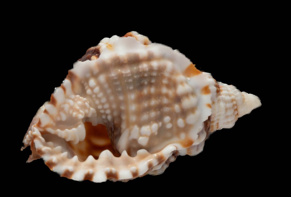 梦想蜗牛 ┼ 收藏品 ┼ 老妇人 ┼ 標本牆壁支架 - Distorsio Anus - 65 mm - 0 mm - 0 mm - 非《瀕臨絕種野生動植物國際貿易公約》物種 - 1 #2.1