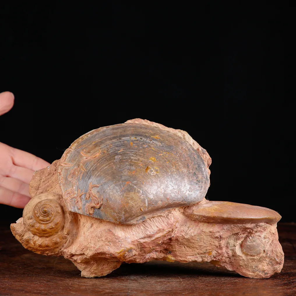 Fossil Shells Specimen. - Fossil fragment - Matrice Fossile del Cretaceo con Bivalve, Gasteropode e Ammonite - 144 mm - 243 mm #1.0