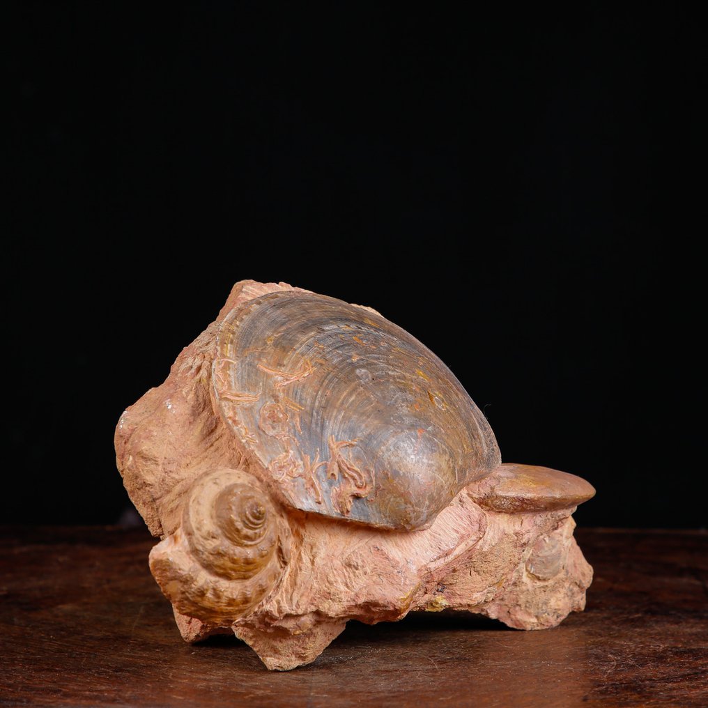 Fossil shells specimen. - Fossil fragment - Matrice Fossile del Cretaceo con Bivalve, Gasteropode e Ammonite - 144 mm - 243 mm #3.2