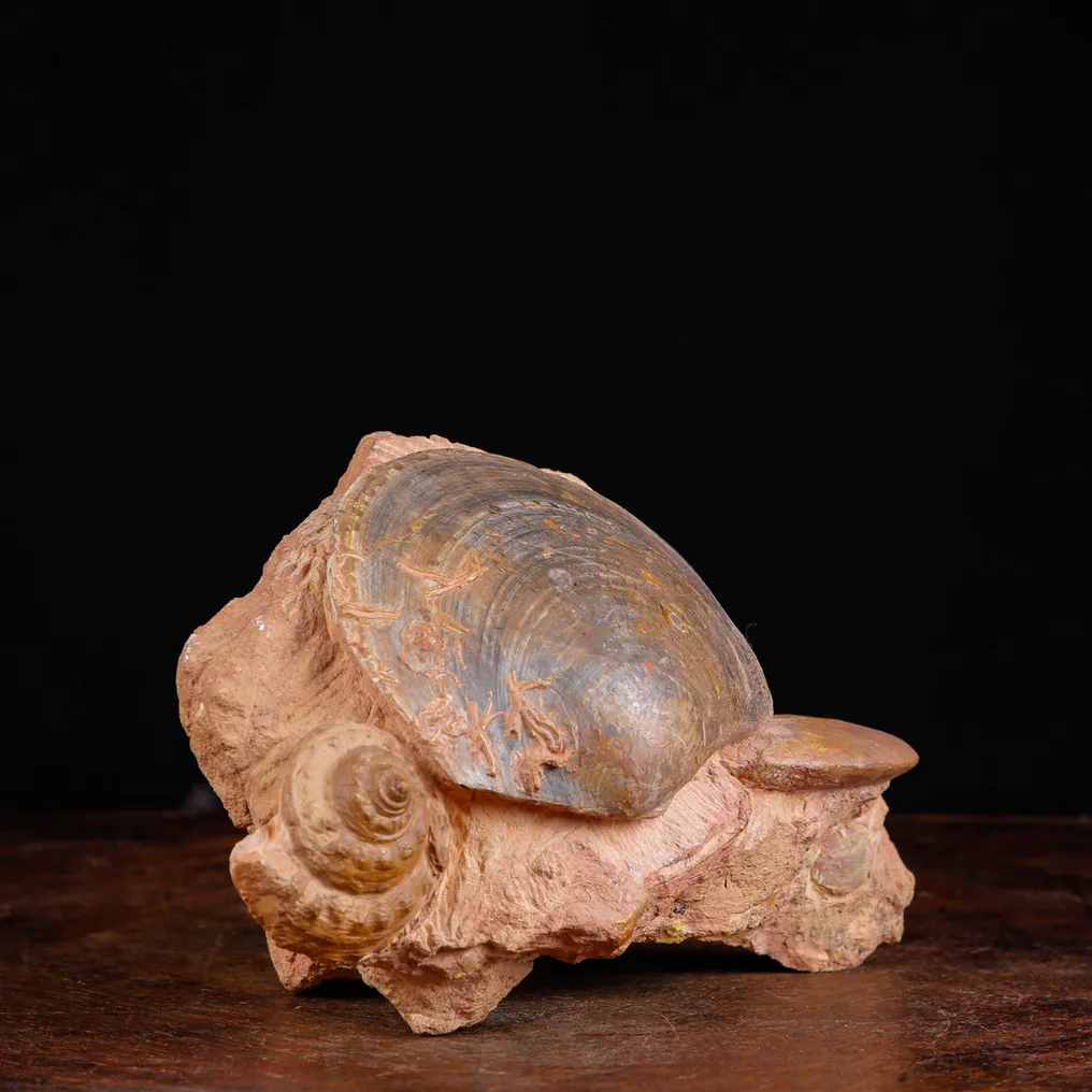 Fossil Shells Specimen. - Fossil fragment - Matrice Fossile del Cretaceo con Bivalve, Gasteropode e Ammonite - 144 mm - 243 mm #4.3