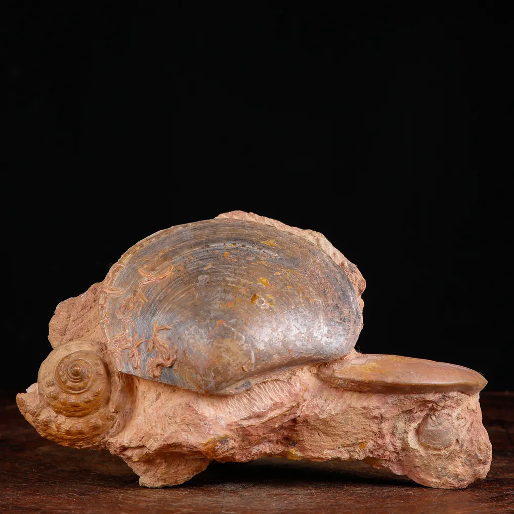 Fossil Shells Specimen. - Fossil fragment - Matrice Fossile del Cretaceo con Bivalve, Gasteropode e Ammonite - 144 mm - 243 mm #3.2