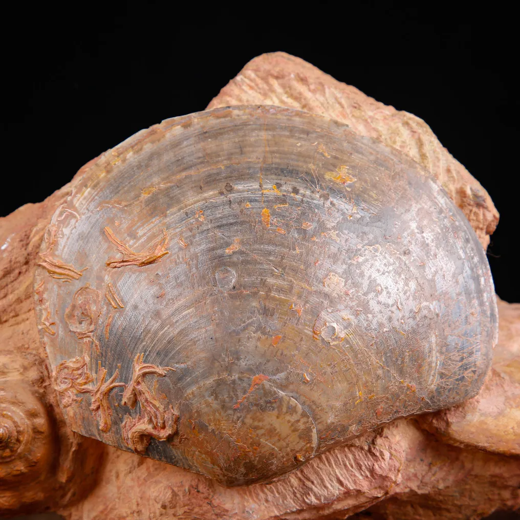 Fossil Shells Specimen. - Fossil fragment - Matrice Fossile del Cretaceo con Bivalve, Gasteropode e Ammonite - 144 mm - 243 mm #2.1