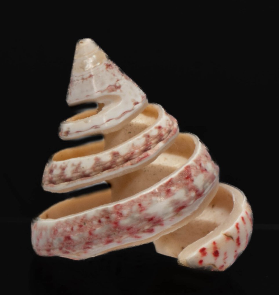 精致的裂缝带状螺 - 状态极佳的完美收藏品 ┼ 骨架 - trochus niloticus - 0 mm - 0 mm - 45 mm- 非《瀕臨絕種野生動植物國際貿易公約》物種 - (1) #1.0