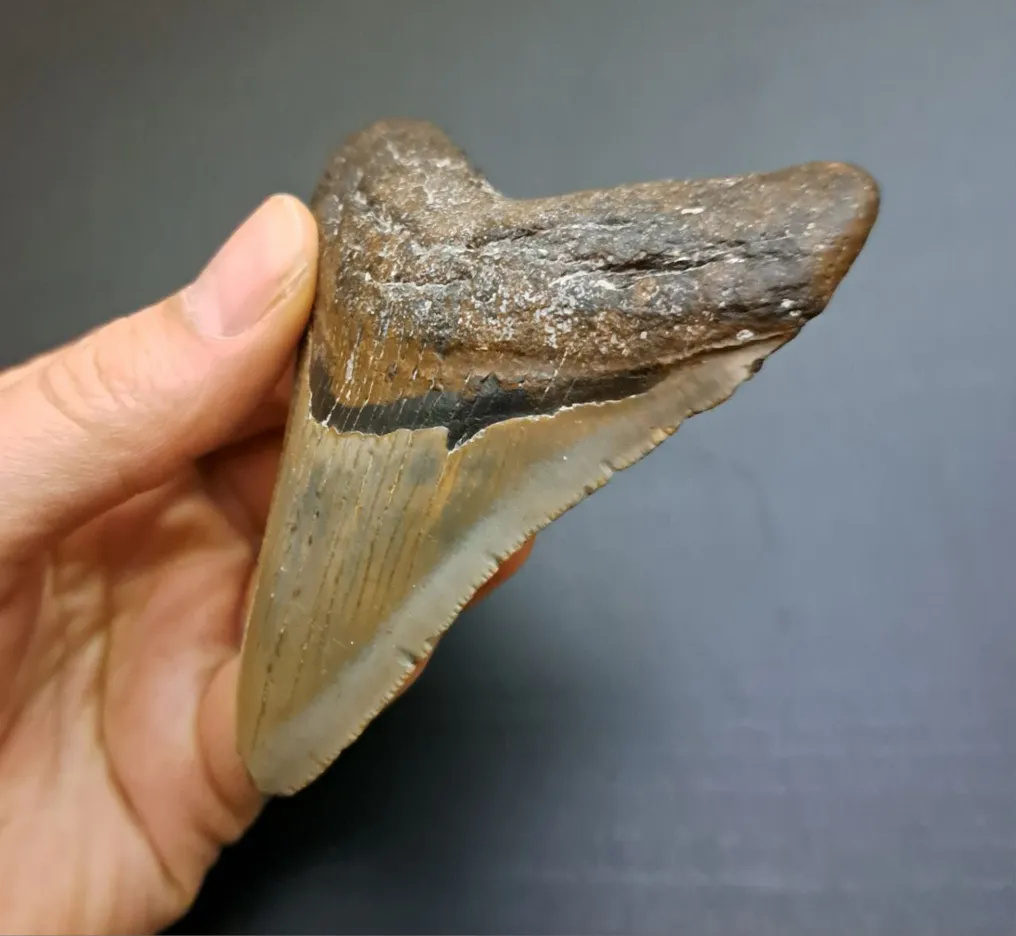 Megalodon - Fossiler Zahn - Otodus (Carcharocles) megalodon - 9.7 cm - 7.5 cm #4.3