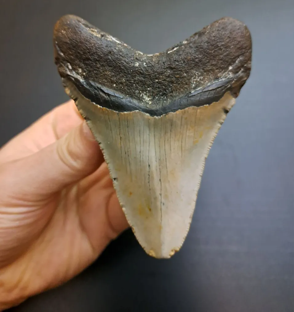 Megalodon - Fossiler Zahn - Otodus (Carcharocles) megalodon - 9.7 cm - 7.5 cm #2.1