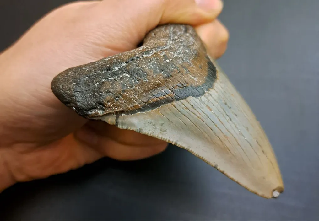 Megalodon - Fossiler Zahn - Otodus (Carcharocles) megalodon - 9.7 cm - 7.5 cm #3.2