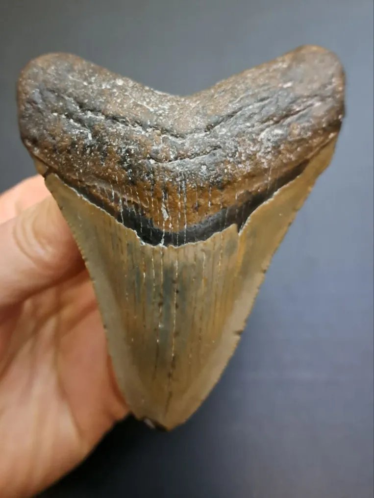 Megalodon - Fossiler Zahn - Otodus (Carcharocles) megalodon - 9.7 cm - 7.5 cm #1.0