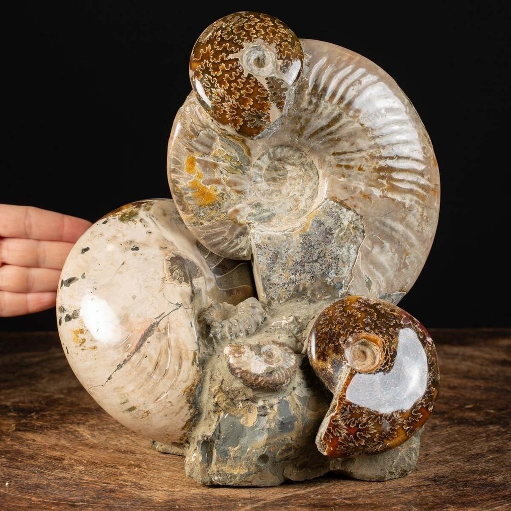 Wonderful Albian Group - Ammonites and Nautilus on Original Matriks - Verdifull Fossilfunn. - Fossilt fragment - Cleoniceras Ammonites - 265 mm - 222 mm #1.0