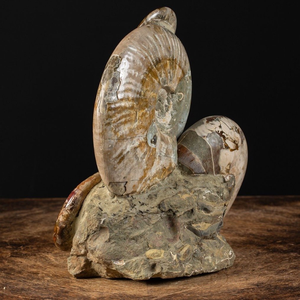 Wonderful Albian Group - Ammonites and Nautilus on Original Matriks - Verdifull Fossilfunn. - Fossilt fragment - Cleoniceras Ammonites - 265 mm - 222 mm #2.1