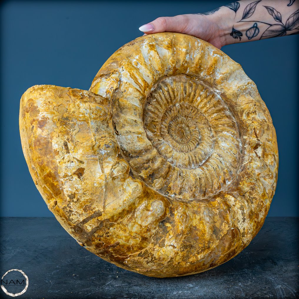 Beautiful natural ammonite from Madagascar. A fossil of history- 11097.36 g #1.0