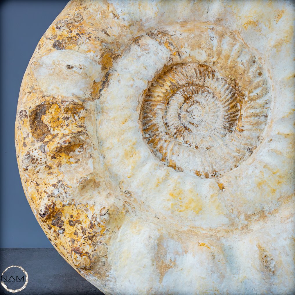 美丽的天然马达加斯加菊石 历史的化石- 35543.87 g #3.2