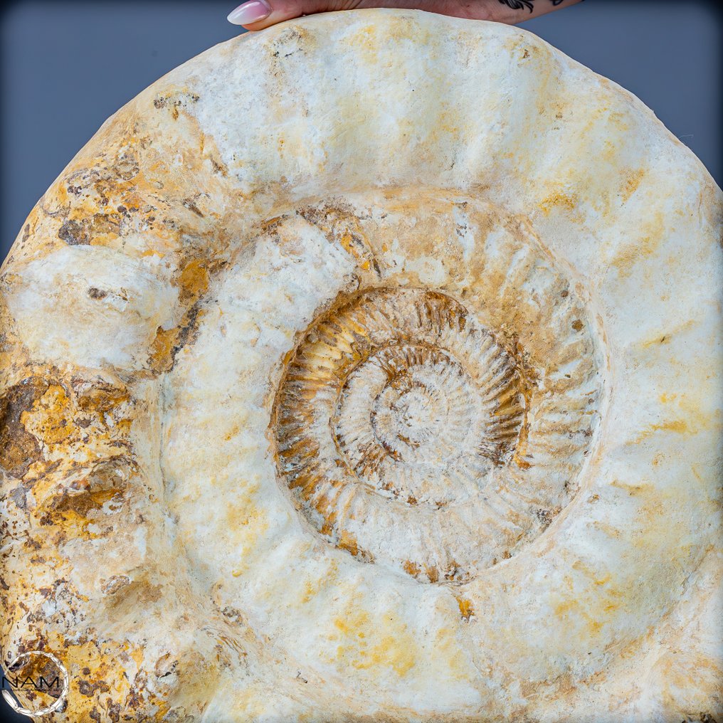 美丽的天然马达加斯加菊石 历史的化石- 35543.87 g #2.1