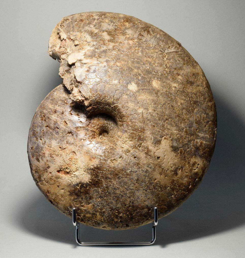 Amonite - Concha fossilizada - Choffaticeras segne - 25 cm #3.2