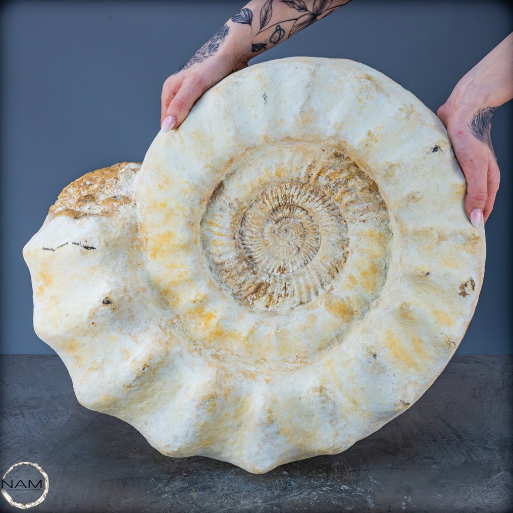 美丽的天然马达加斯加菊石 历史的化石- 35543.87 g #1.0