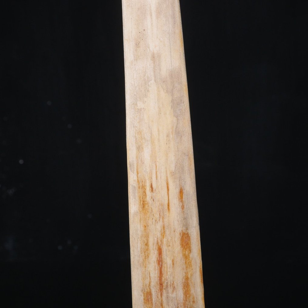 Ρύγχος ξιφία σε ειδική βάση. Βάση ταρίχευσης ολόκληρου σώματος - Xiphias Gladius - 880 mm - 85 mm - 23 mm #2.1