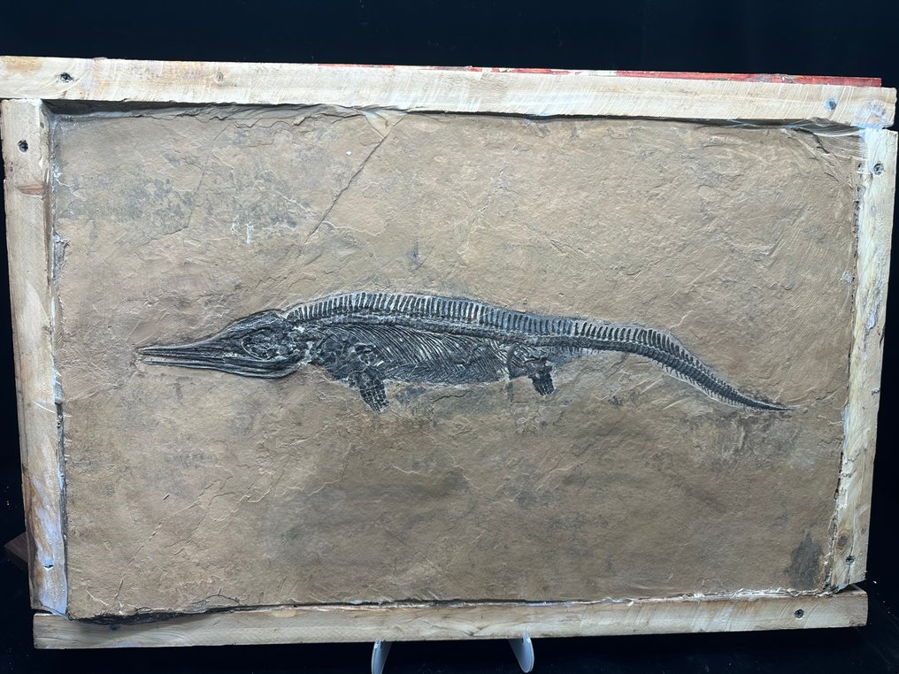 Fossil - Fossil matrix - Mixosaurus - 69 cm - 46 cm #1.0