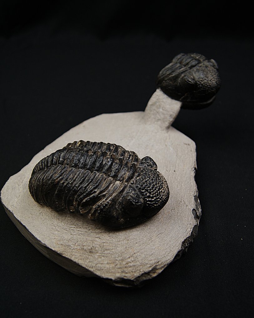 Trilobit - Animale fosilizate - Phacops Noir #2.1