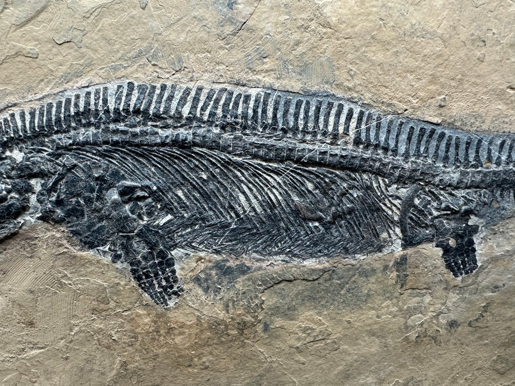 Fossil - Fossil matrix - Mixosaurus - 69 cm - 46 cm #3.2