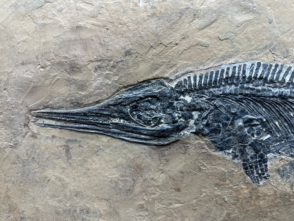 Fossil - Fossil matrix - Mixosaurus - 69 cm - 46 cm #2.1