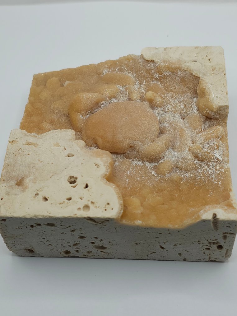 螃蟹 - 骨骼化石 - 100 mm - 100 mm  (没有保留价) #4.3