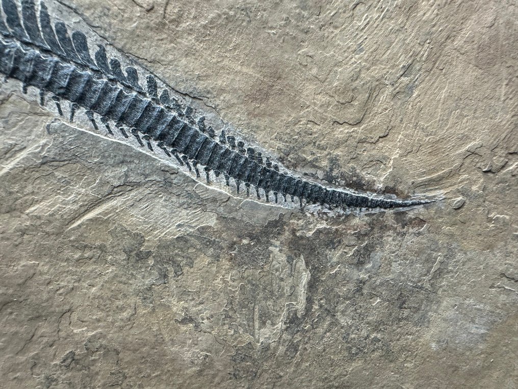 Fossil - Fossil matrix - Mixosaurus - 69 cm - 46 cm #4.3