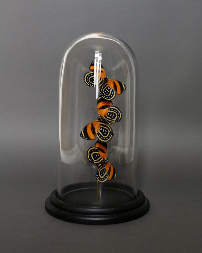 Farfalla Allestimento tassidermico a corpo intero - Callicore cynosura - 20 cm - 13 cm - 13 cm - Specie non CITES - 1 #2.1