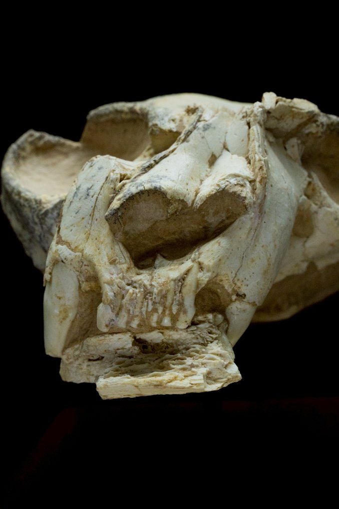 Gato Precoce - Matriz fóssil - Felis teilhardi - 13 cm - 10 cm #4.3