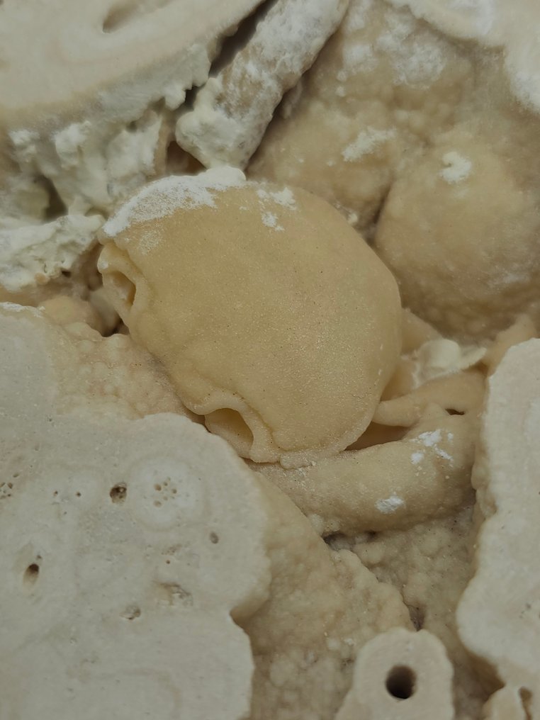 Crab - Fossil skeleton - 105 mm - 90 mm  (No Reserve Price) #3.2