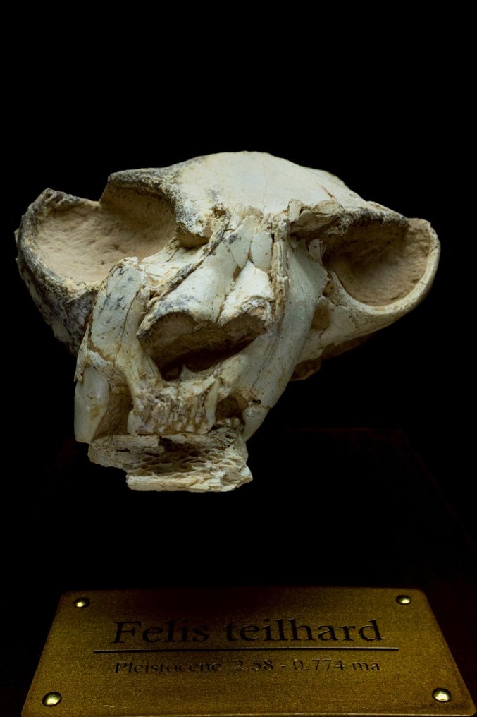 Gato Precoce - Matriz fóssil - Felis teilhardi - 13 cm - 10 cm #3.2