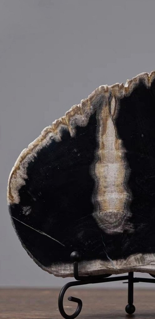 Gefossiliseerde plant - Tree fossil slice - 14 cm - 14 cm (Zonder Minimumprijs) #3.2