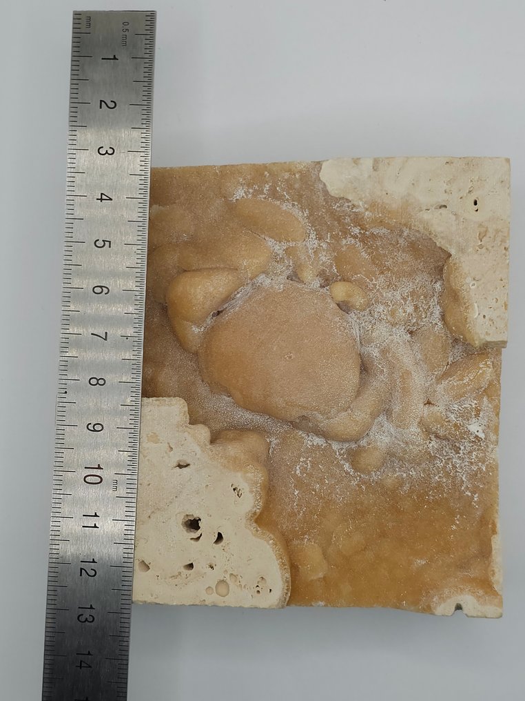 螃蟹 - 骨骼化石 - 100 mm - 100 mm  (没有保留价) #1.0