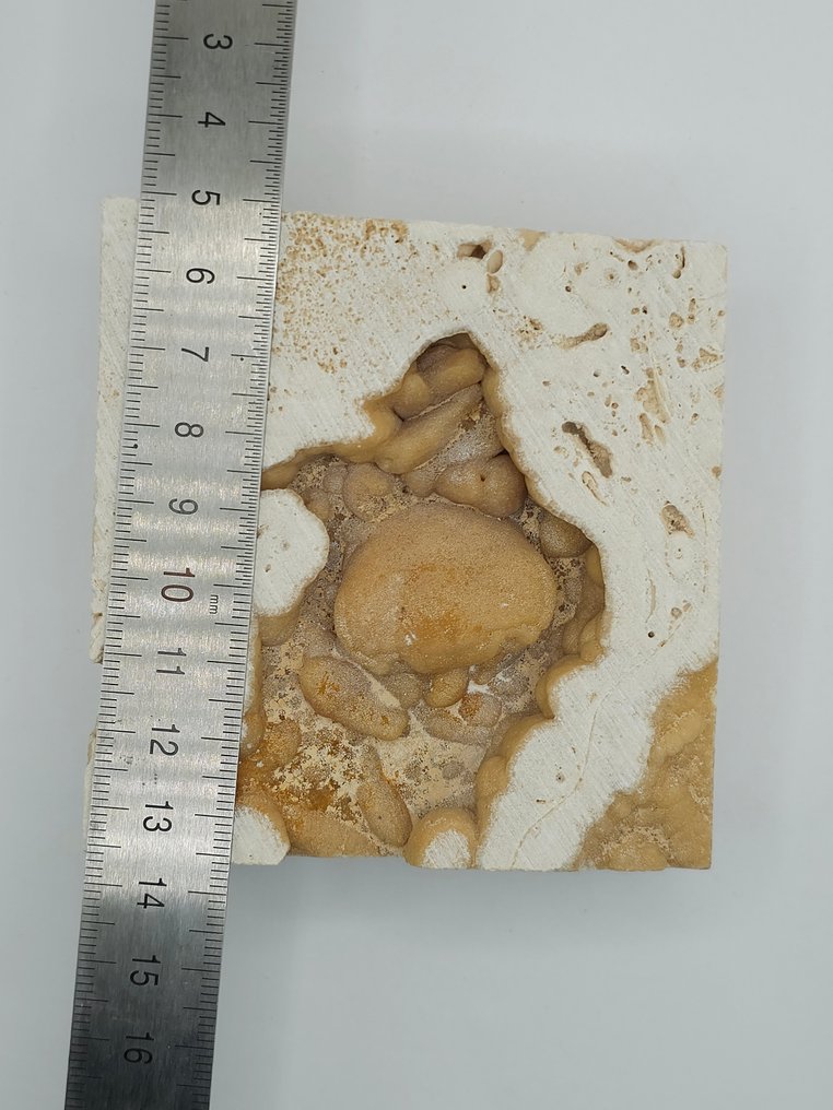 螃蟹 - 骨骼化石 - 85 mm - 80 mm  (沒有保留價) #4.3