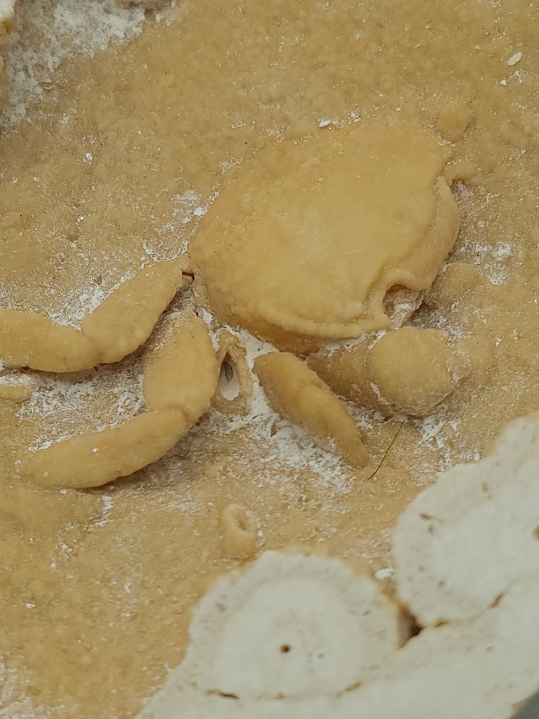 Krab - Fossiel skelet - 120 mm - 118 mm (Zonder Minimumprijs) #1.0