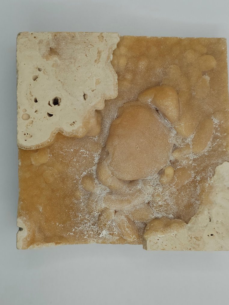 螃蟹 - 骨骼化石 - 100 mm - 100 mm  (没有保留价) #2.1